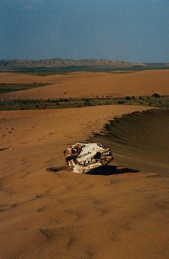 The skull of a camel lying on the sand in the Gobi Desert