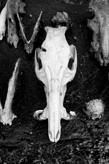 Black and white image of a wild boar's skull, surrounded by other bones and skulls