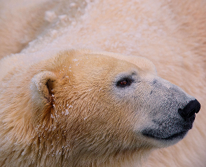 A White Bear photographed at Novosibirsk Zoo, Siberia